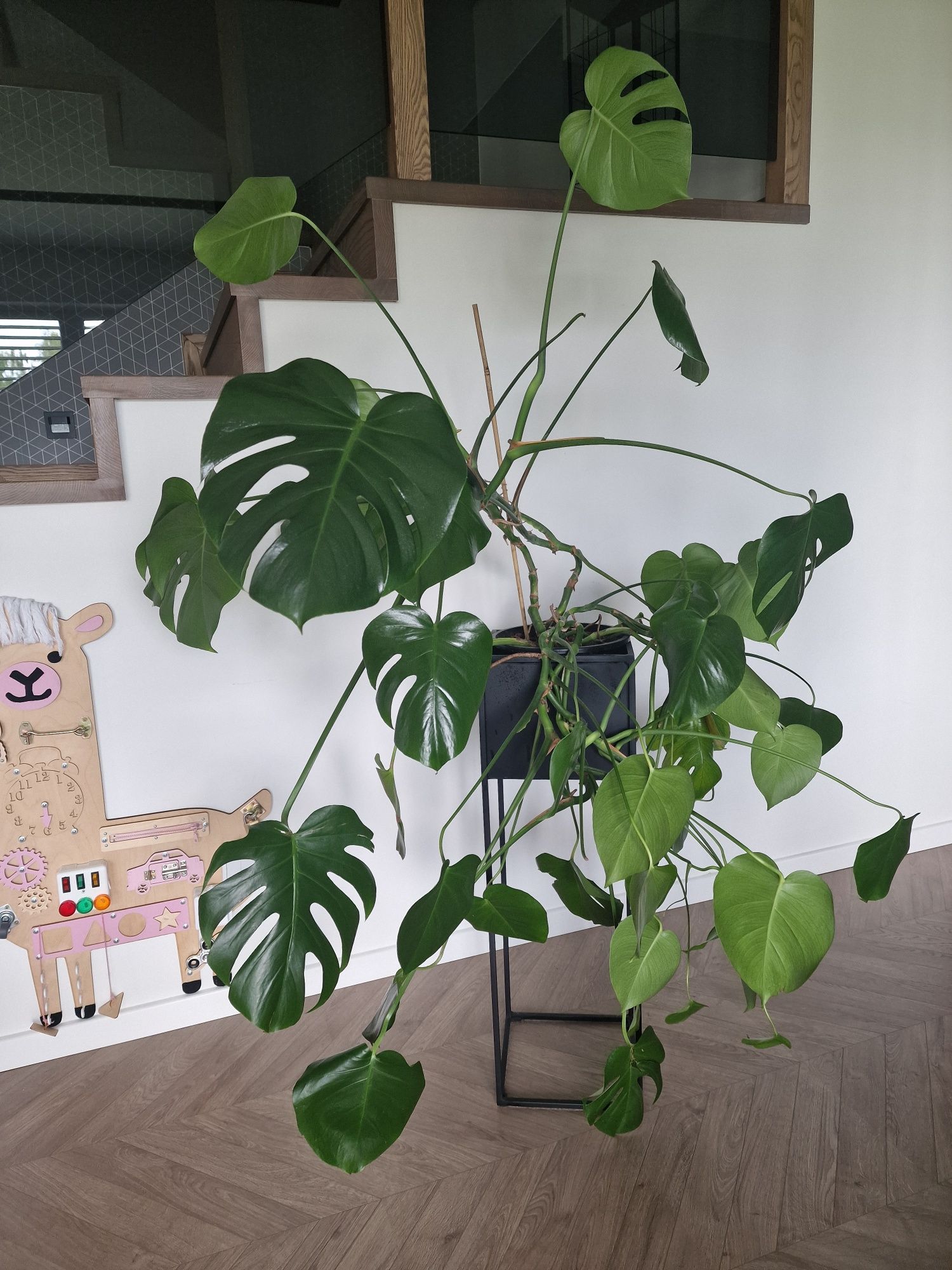 Kwiat doniczkowy Monstera