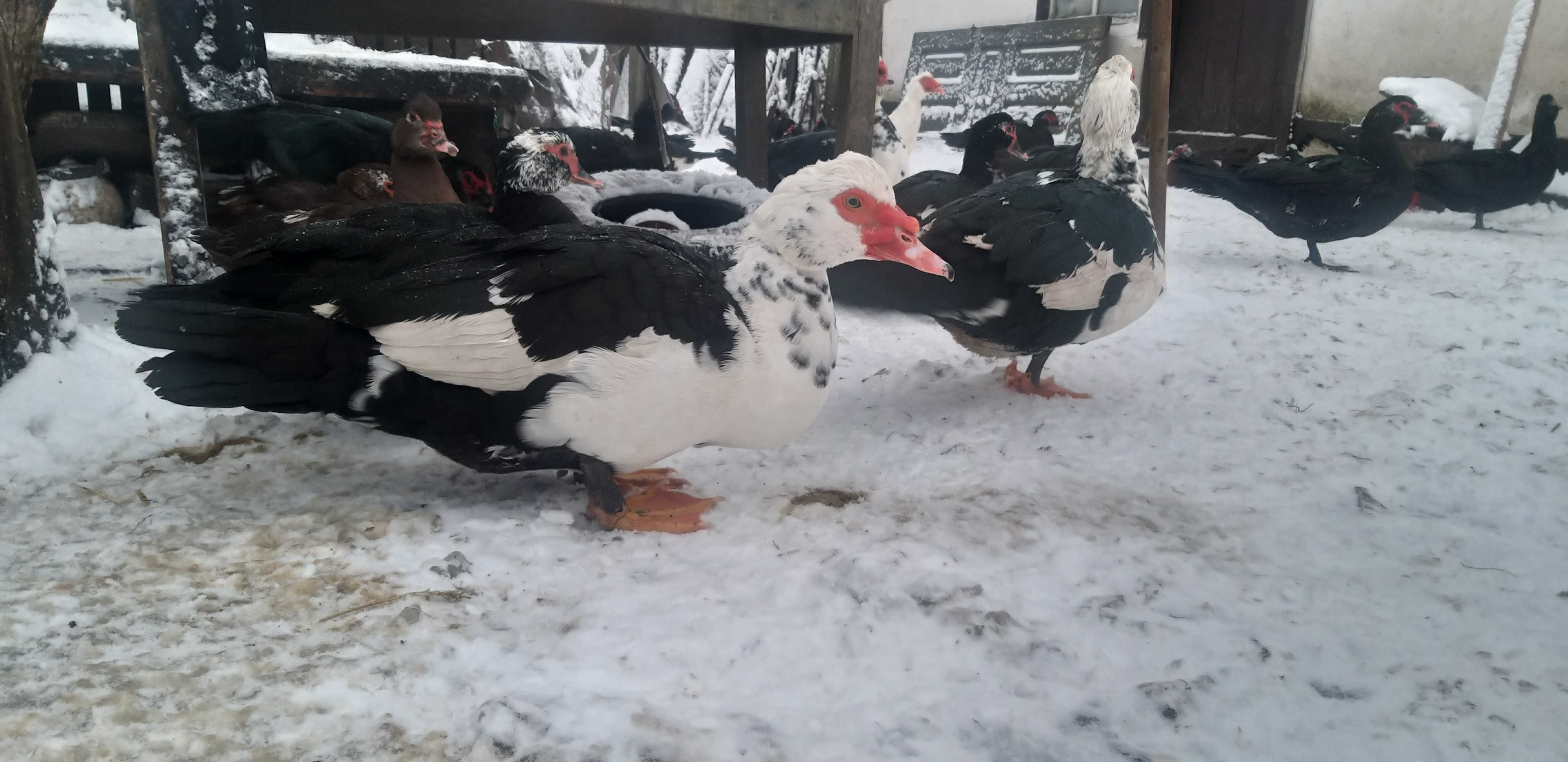 Індокаченята, шипуни, мускусні качки, яйця качині