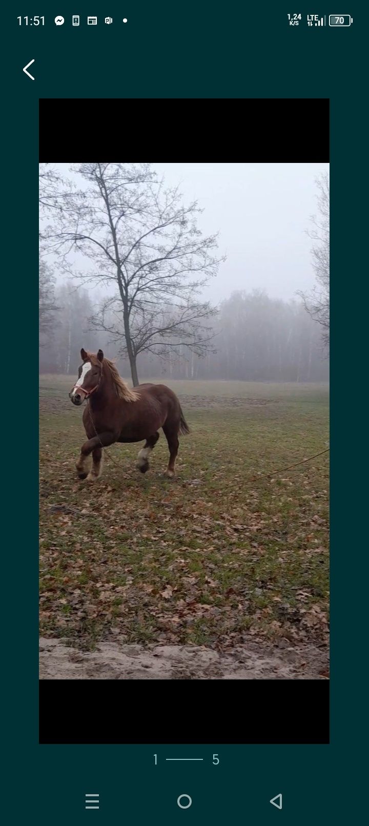 Sprzedam klacz źrebną