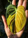 Philodendron Melanochrysum filodendron melanochryzum variegata