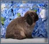 Młody Królik Mini Lop - Hodowla - Siamese Sable