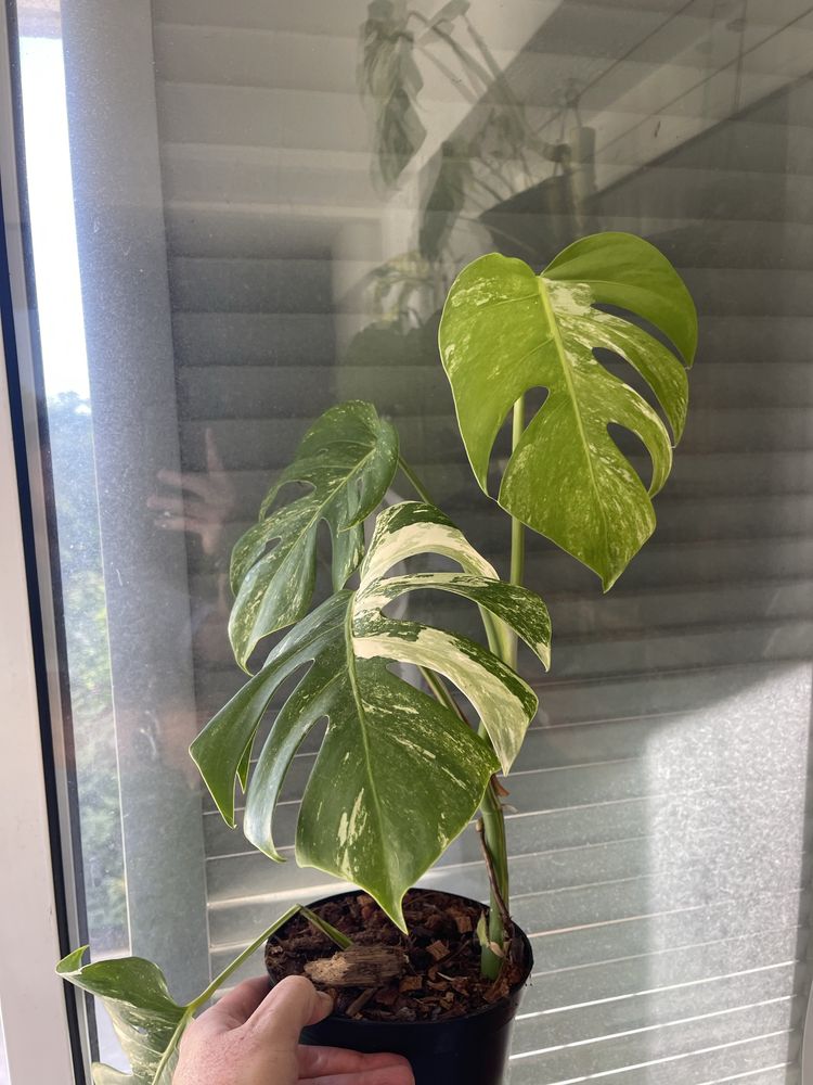 planta Monstera variagata