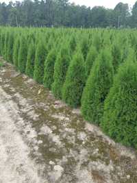 Tuja Thuja Tuje Szmaragd 150cm