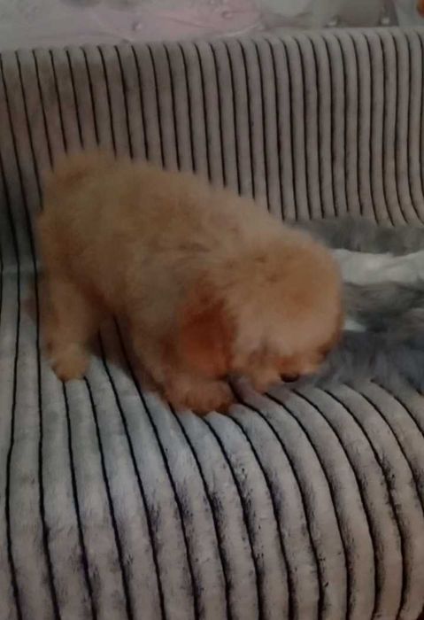 F2 Мальтіпу Стандарт