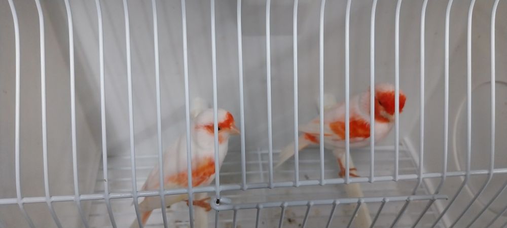 Canários Mosaicos vermelhos