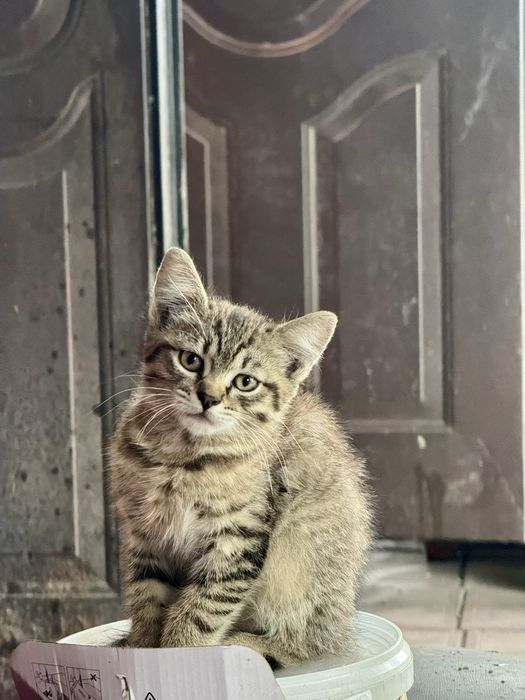 2 гарні кішечки (мама перс/сіамка) в добрі руки