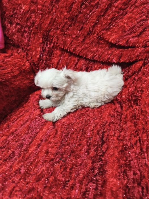 Bichon Maltês mini