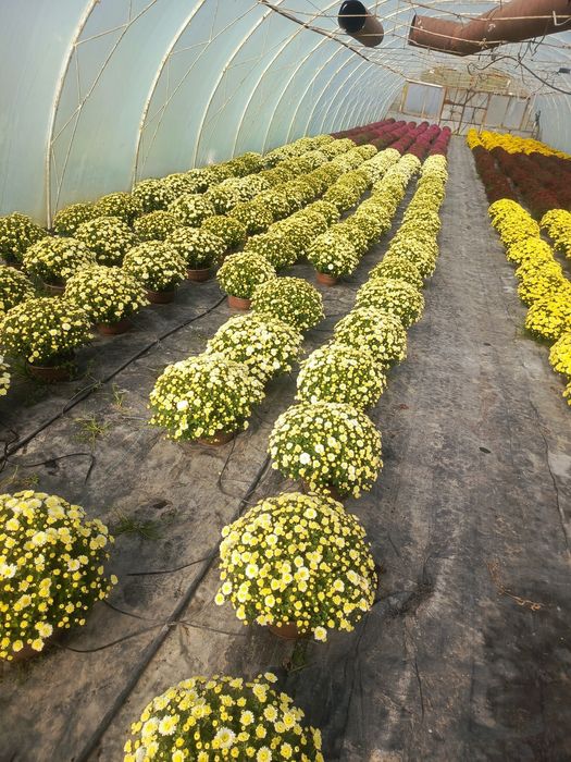 Chryzantemy drobnokwiatowe