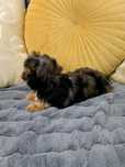 Yorkshire terrier choco merle