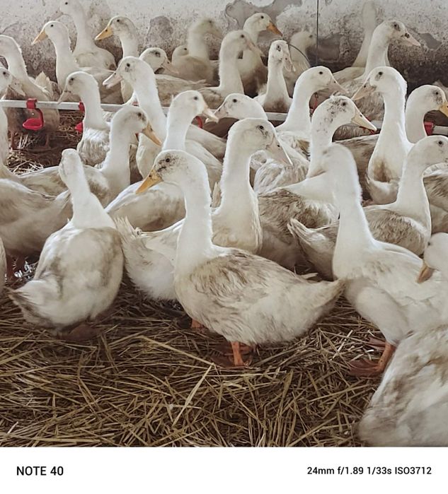 Качка живою вагою,добове каченя постійно в наявності .