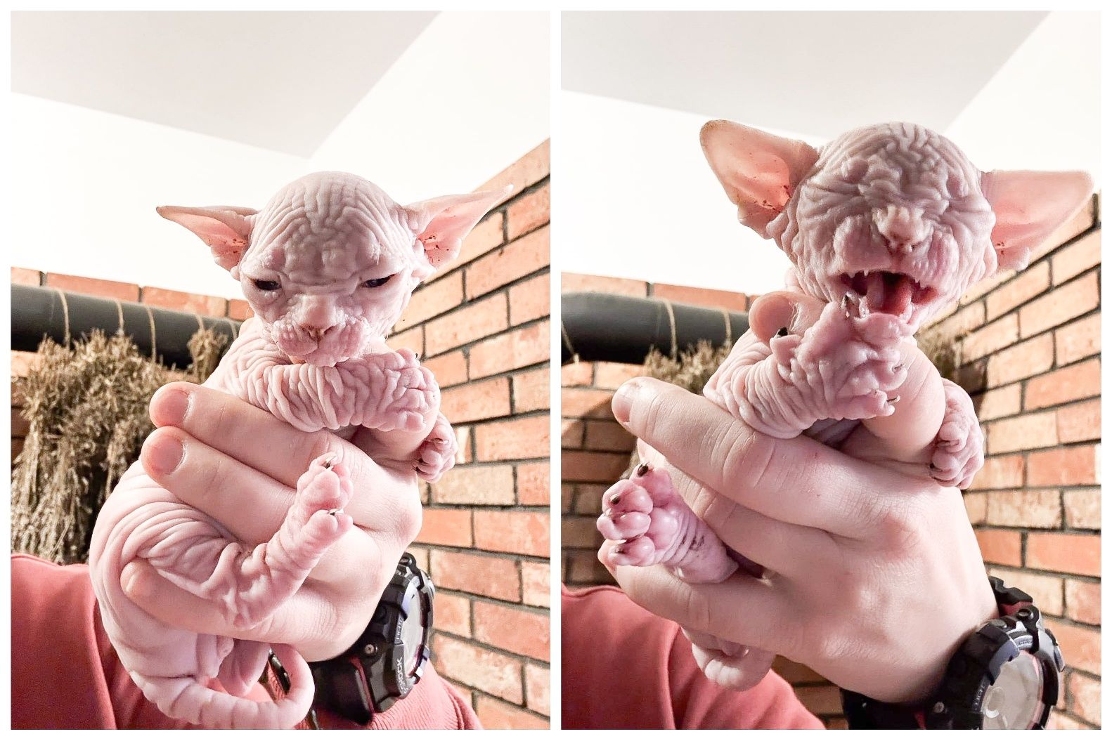 Gymni Gata*PL sfinks kanadyjski canadian sphynx kociak