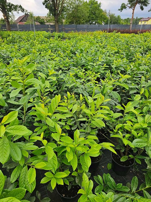 Laurowiśnia Novita- producent!