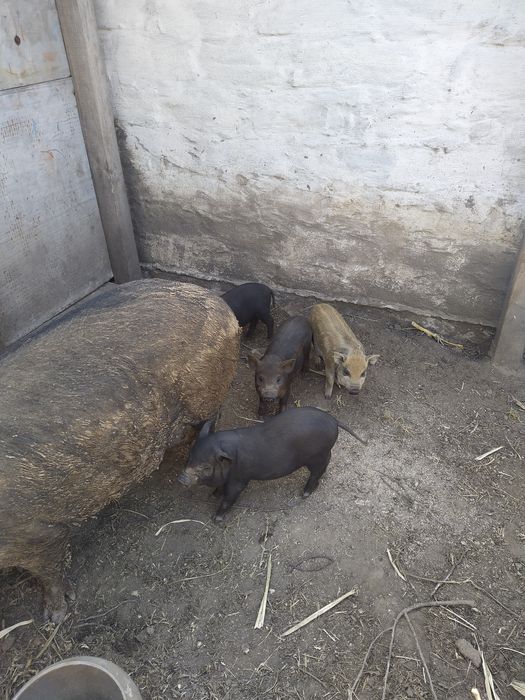 Поросята  породи королівський кармал