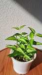 Hoya bella Luis Bois, ukorzeniona