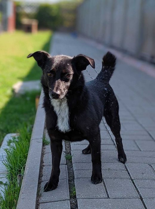 Chojrak - maluch czarny w białe kropki ! do pilnej adopcji !