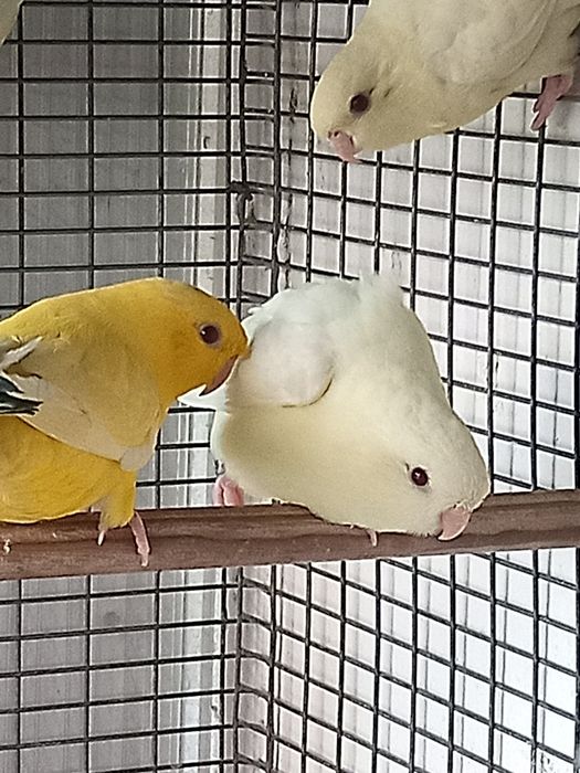 Catarinas para ceder