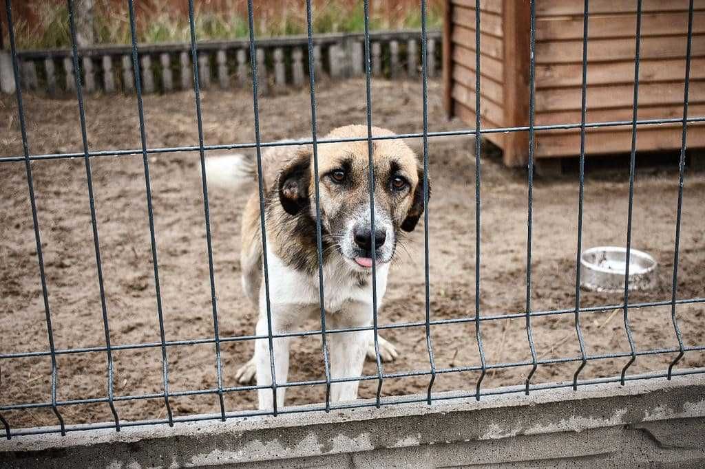 Szczylek - pies z Ukrainy