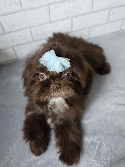 Shih Tzu Suczka czeko KOMPLET SZCZEPiEŃ