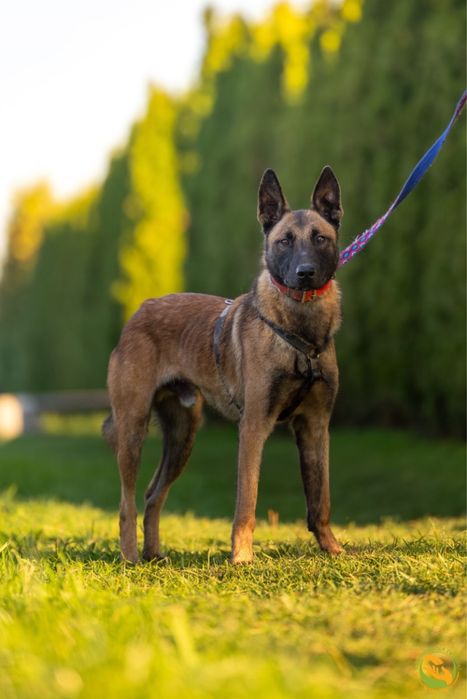 Hektor-typ owczarka belgijskiego, adopcja tylko doświadczone osoby