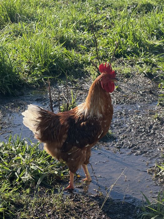 Vendo galo com 11 meses