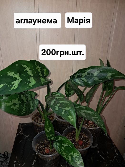 Аглаонеми різних сортів