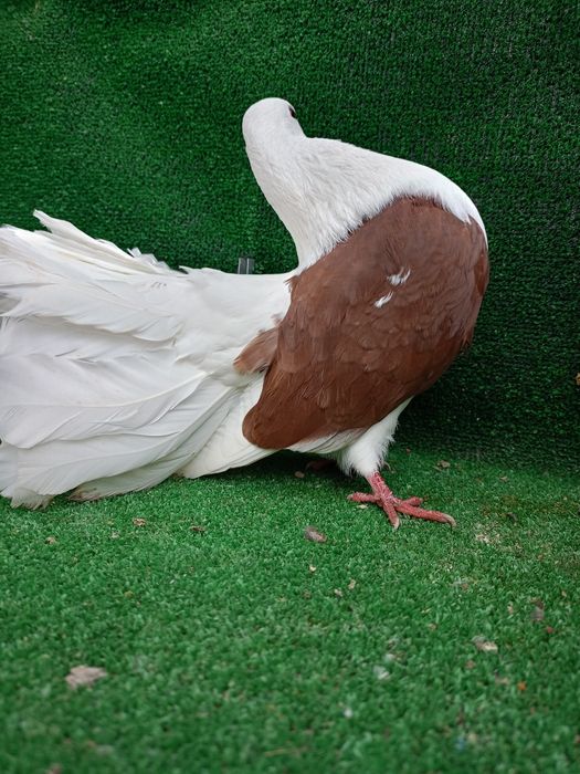 Gołębie pawiki samce