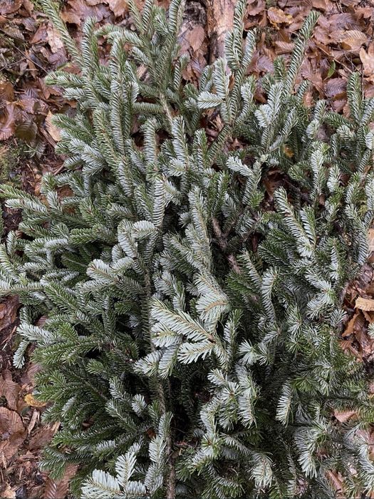 Гілки ялинки хвоя жива пухнаста