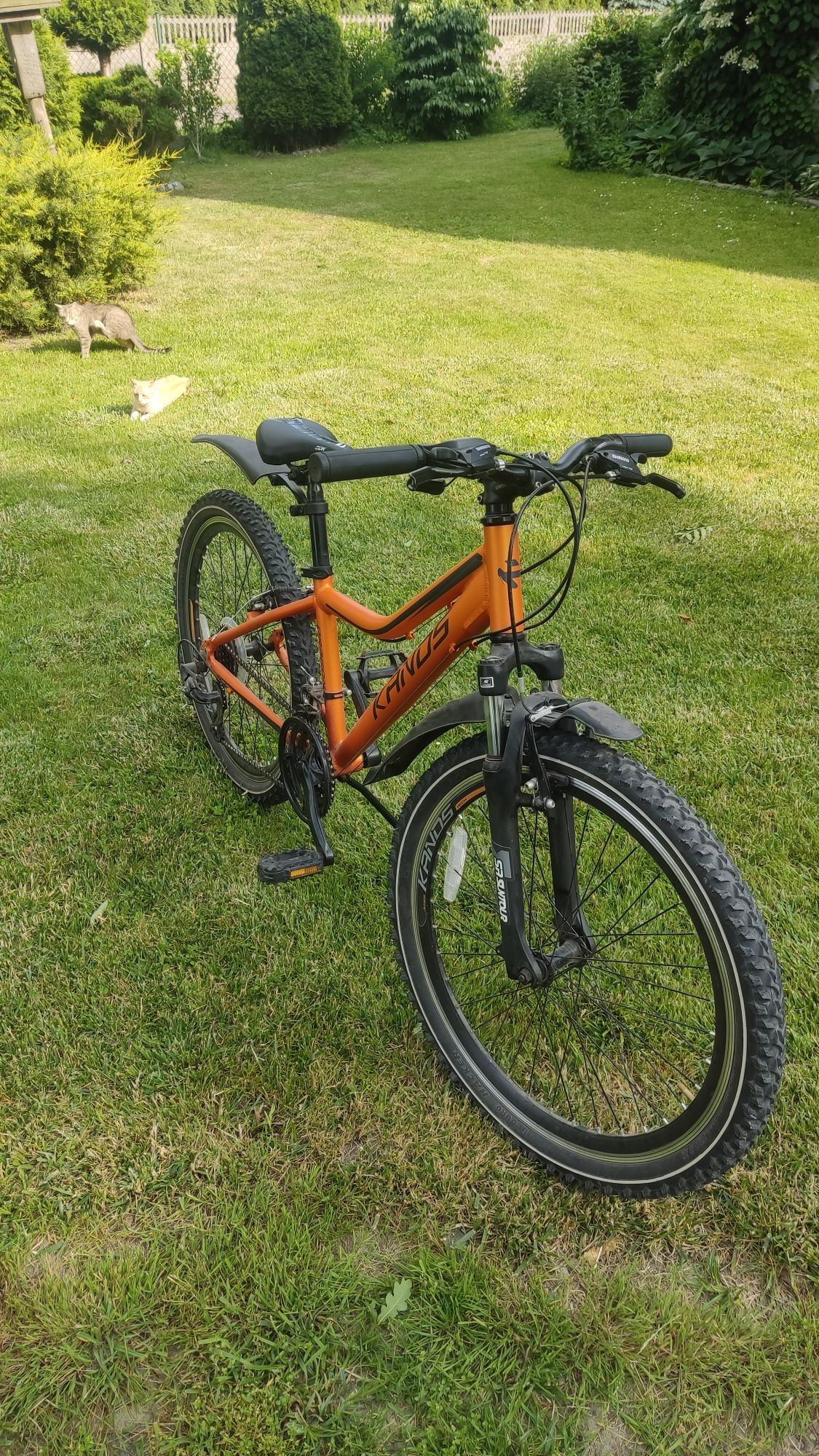 Rower Kands Dragon