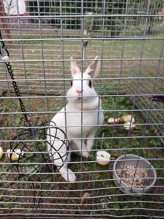 Декоративний кролик