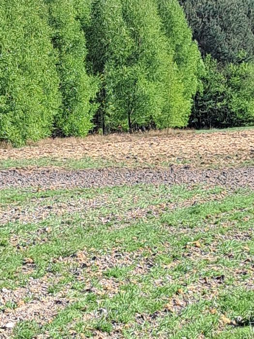 Działka rolna we wsi Podwody