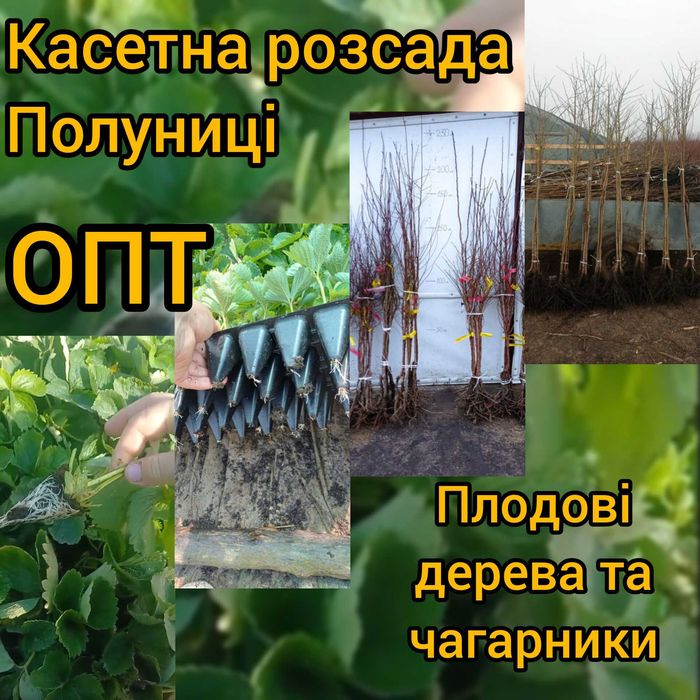 Саджанці полуниці в касеті Касетна розсада полуниці Саженцы клубники