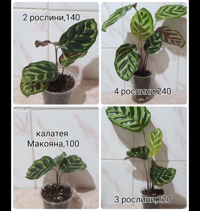 Розпродаж кімнатних рослин.Марантові.