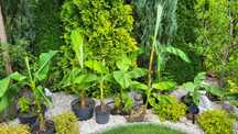 Bananowce: Musja Basjo, Musja Acuminata
