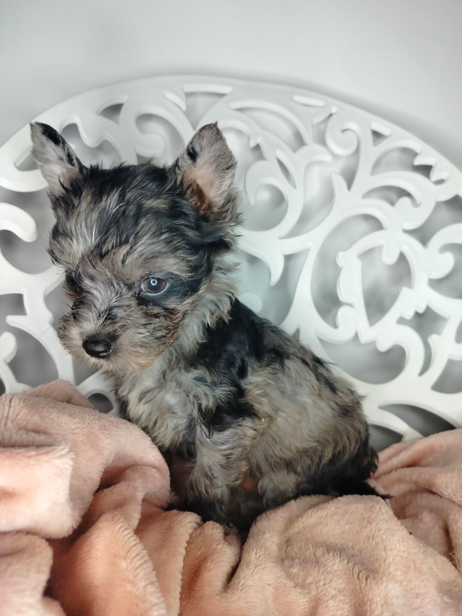 ZAREZERWOWANA. Yorkshire Terrier, Blumerle, suczka