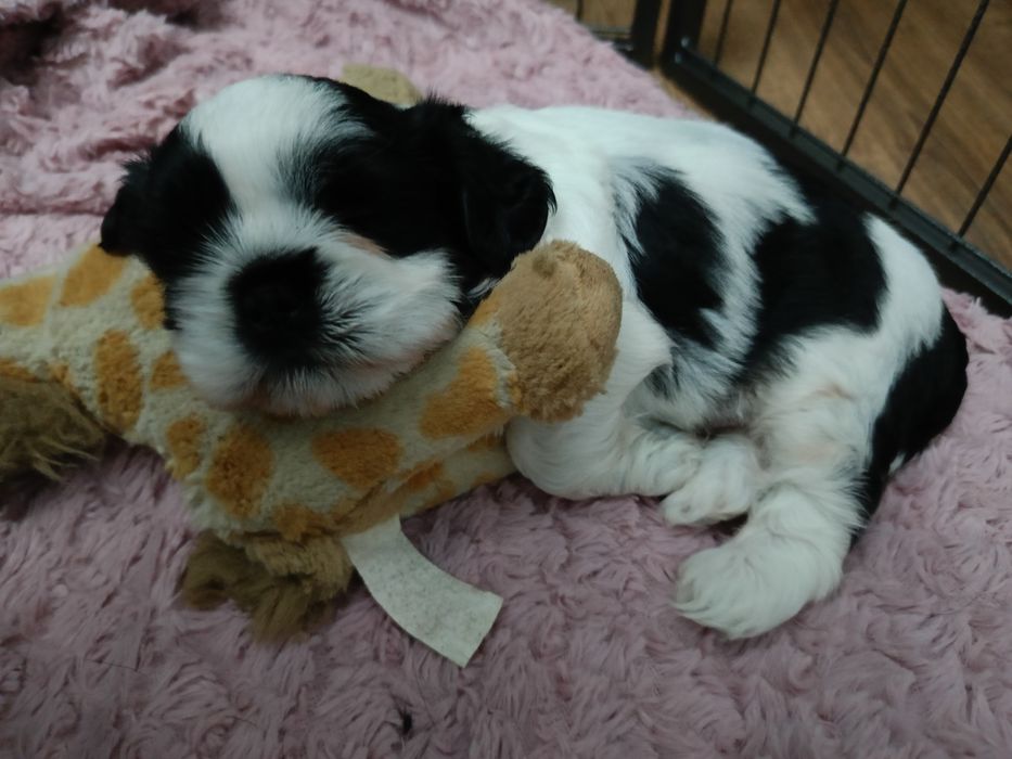 Piesek shihtzu biało czarny