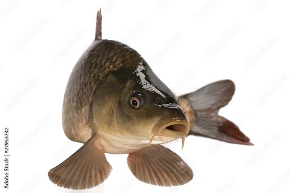 Karp, Amur, Szczupak, Karaś