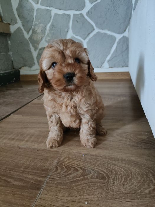 Cavapoo piesek cavalier pudel