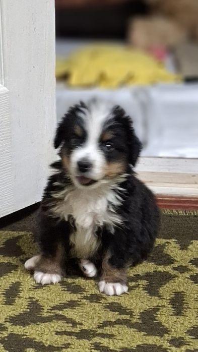 Бернский Зеннехундер.Девочка.