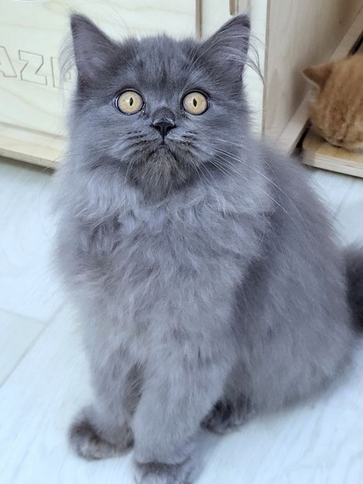 Szkocki kocurek już do odbioru WCF