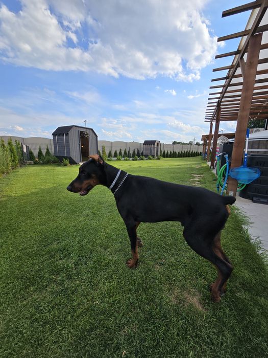 Wynajmę domek 4-8 osób jezioro  Powidz Giewartów Kosewo Skorzęcin