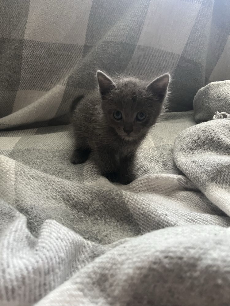 Милі кошенята БЕЗКОШТОВНО