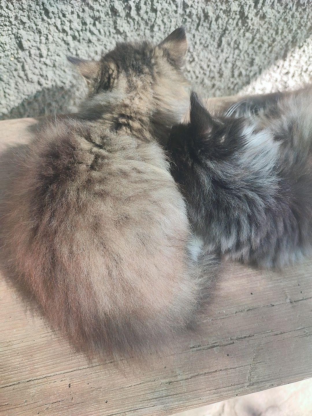 Котята пушистые бесплатно, кот кошка