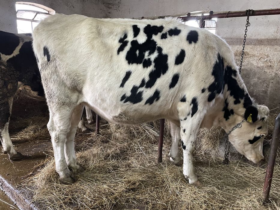 Jałówki Wycielone Hodowlane Użytkowe HF Wysokomleczne
