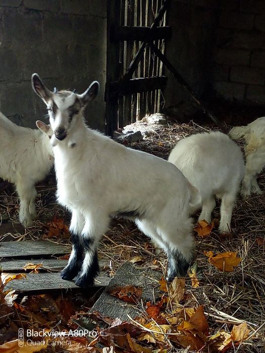 Віддам не дорого козлят.