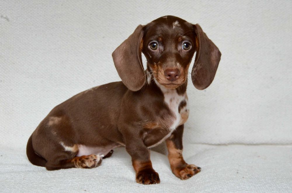 Jamnik czekoladowy merle - suczka