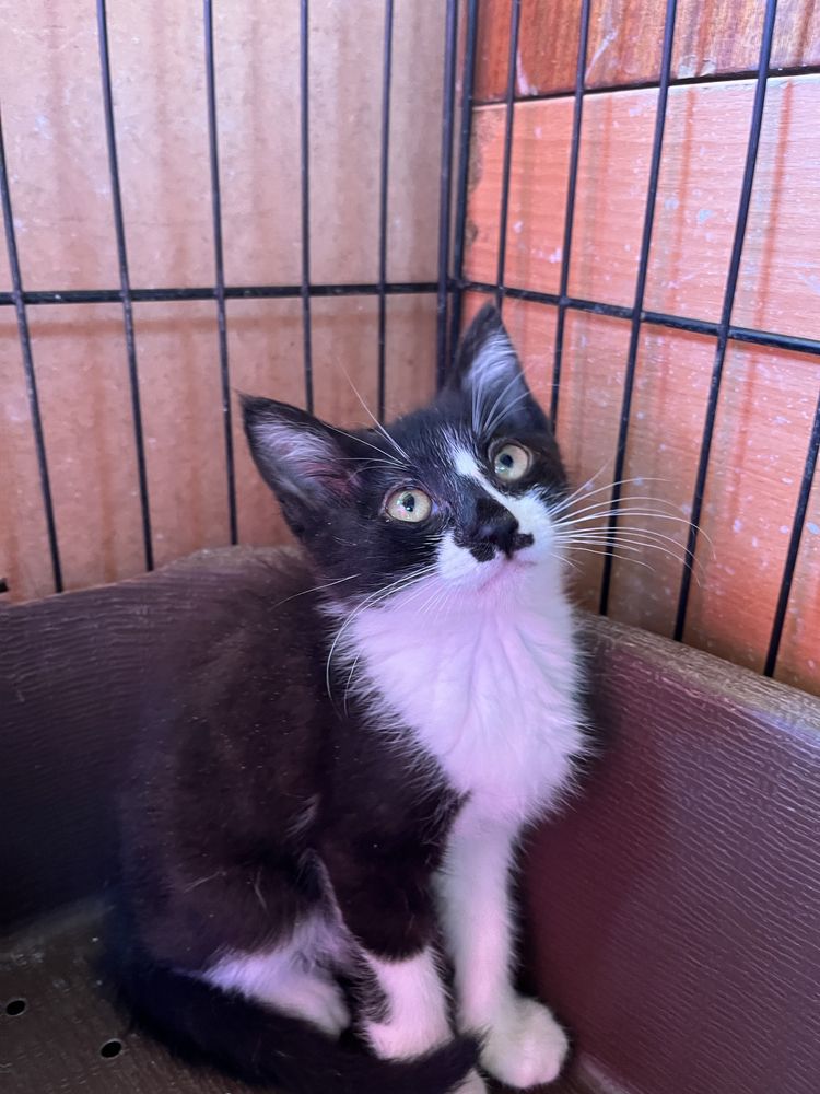 Didi- Um obra de arte num gato!