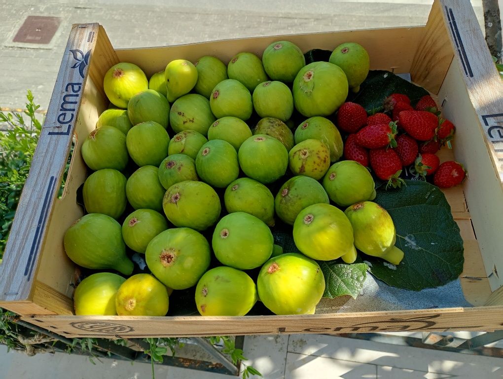 Figos pingo mel acabados de apanhar