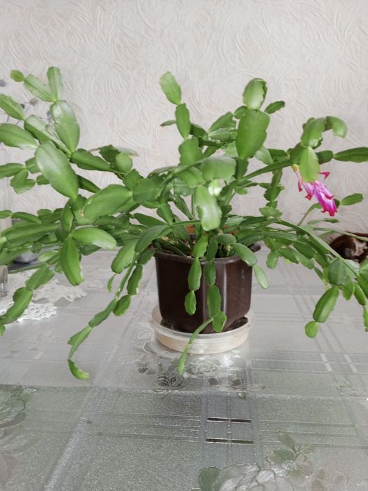 Рождественник розовый