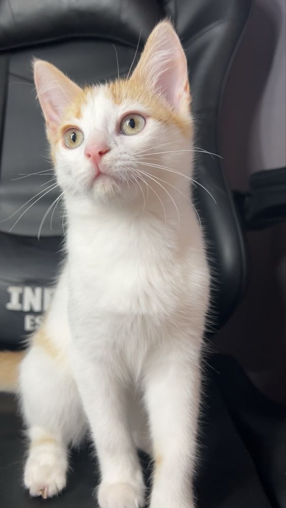 Котенок в добрые руки