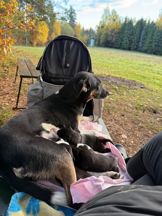 Cztery szczeniaczki do adopcji